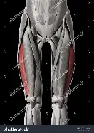 <p>Extends leg at knee</p>