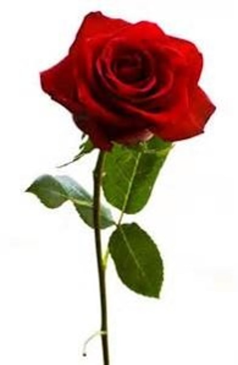 <p>rose</p>