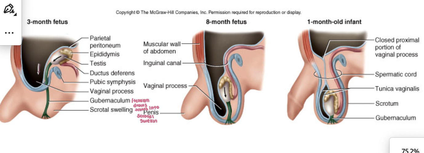 <p>decend through inguinal canal into scrotum during fetal development </p>