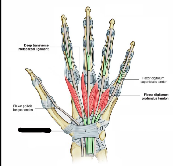 <p>What Wrist Ligament?</p>