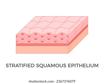 <p>what kind of epithelial tissue is this?</p>