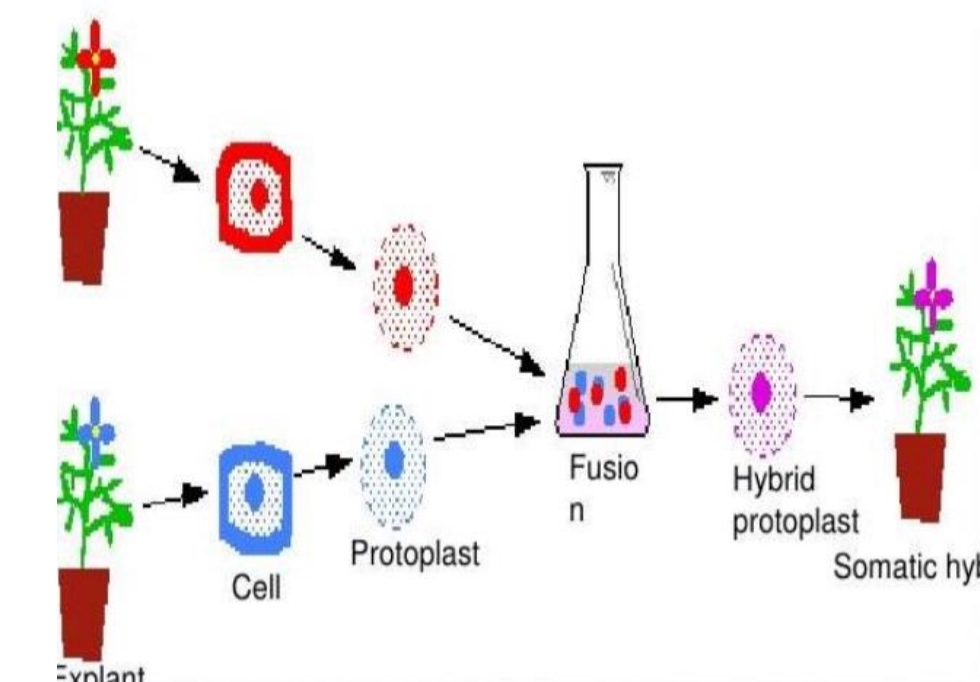 <p>Somatic hybrids</p>
