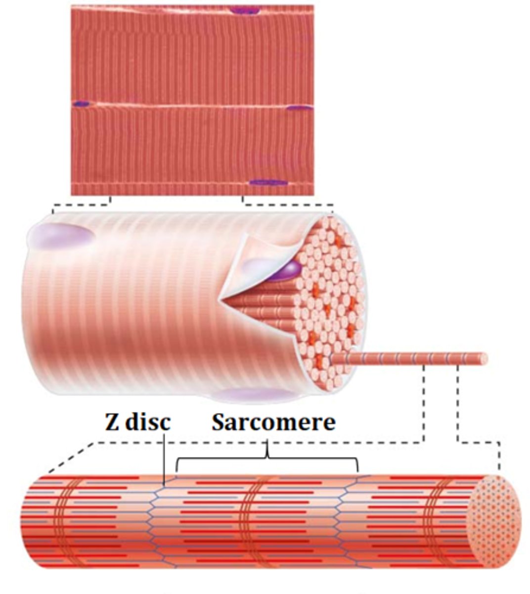 <p>Z discs</p>