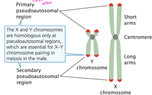 <p>gene called testis-determining factor (TDF) which codes for attributes that lead to the production of testosterone</p>