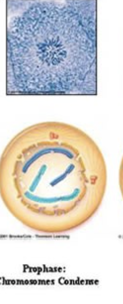 <ul><li><p><span style="background-color: transparent;">First stage</span></p></li><li><p><span style="background-color: transparent;">Chromatin condense into visible chromosomes containing 2 identical sister chromatids</span></p></li><li><p><span style="background-color: transparent;">Nuclear envelope begins to breakdown</span></p></li><li><p><span style="background-color: transparent;">Spindle fibers begin to appear</span></p></li></ul><p></p>