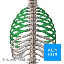 <p>first seven pairs directly attaching to the sternum via costal cartilages</p>
