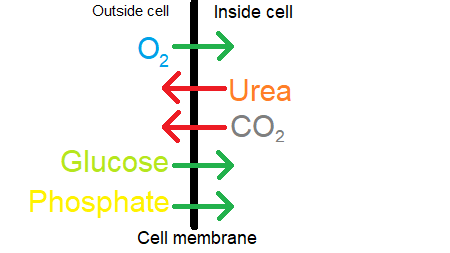 <p>Molecules gained include <strong>oxygen </strong>and <strong>glucose</strong>; waste products removed include <strong>carbon dioxide</strong> and <strong>urea</strong>.</p>