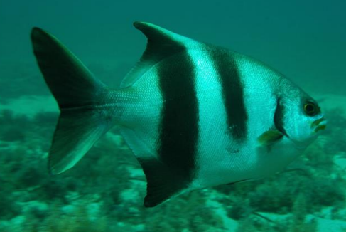 <p>FISHES (Class Actinopterygii)</p>