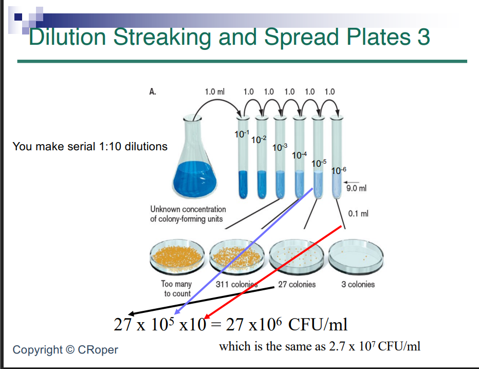 <p>Dilution streaking vs spread plating</p><p></p><p>Dilution streaking is a metal or plastic loop held against agar and you streak the surface</p><p></p><p>spread plating is moving a colony or liquid from one place to another so we are trying to spread liquid around the plate</p><p>you can use a slightly smaller volume like 100 microliters: use L shaped machine that spreads the liquid for you so it spreads sit instantly</p><p>we wanna know how much bacteria is in flask</p><p></p><p>when you start: put 9 ml of liquid media into tubes or 10 ml this becomes 10^-1 dilution</p><p>do that again 10^-2,10^-3, etc and you are diluting out bacteria</p><p>than put 100 microliters on petri dishes and seperate colonies we want a number 10 to 50, we got 27</p><p>so do 27 to 10%5 times 10</p><p></p><p>on exam: Info given certain dilution number of colonies you plated it out for X microliters so do math so you have X number</p>