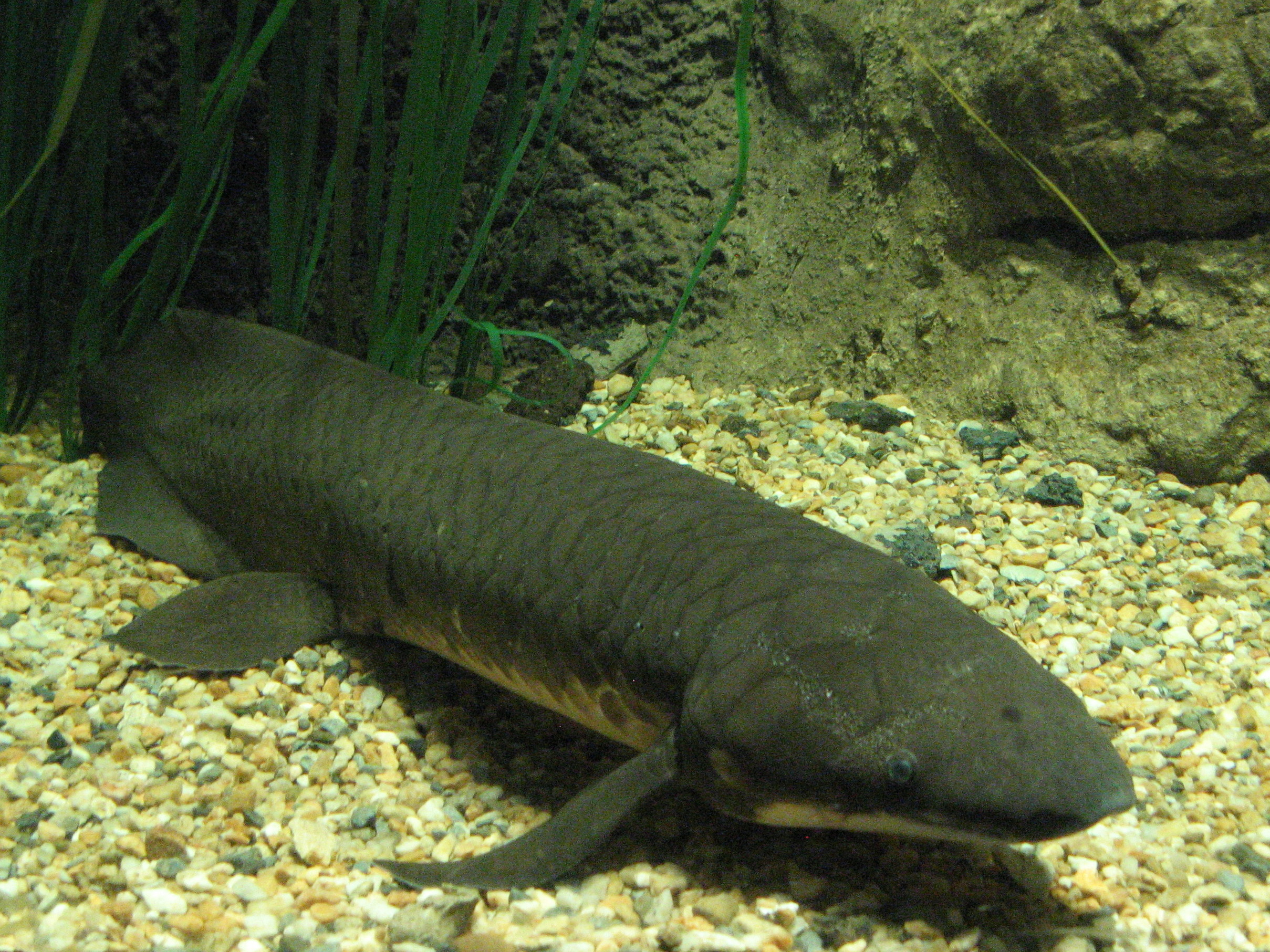 <p>Australian lungfish</p><p>(Neo: “New”</p><p>Cerato: “Horn”</p><p>Odont: “Tooth”)</p><p>*found in temperate</p>