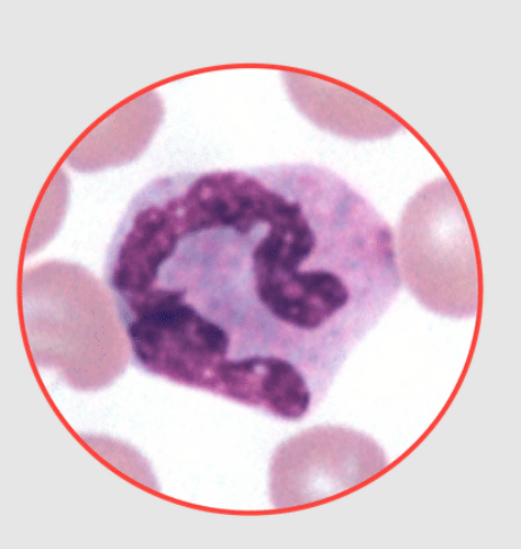 <p>What species does this basophil belong to? dog, equine, feline, or bovine?</p>