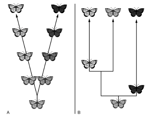 <p>Figure 1 compares two models of speciation, A and B.</p><p>Which of the following best explains how the ecological conditions are likely to be different in the two models?</p><p><strong>A) </strong>In model A the ecological conditions remain unchanged for long periods of time and then change drastically; in model B the ecological conditions change drastically from generation to generation.</p><p><strong>B) </strong>In model A the ecological conditions remain unchanged; in model B the ecological conditions change gradually over long periods of time.</p><p><strong>C) </strong>In model A the ecological conditions are changing drastically from generation to generation; in model B the ecological conditions remain unchanged.</p><p><strong>D) </strong>In model A the ecological conditions change gradually over a long period of time; in model B the ecological conditions remain unchanged for long periods of time and then change drastically.<br></p>
