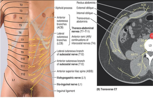 <ul><li><p>ant. rami of spinal nerves T7-T12 </p></li><li><p>L1 ant. ramus (bifurcates into iliohypogastric + ilioinguinal) </p></li></ul><p></p>