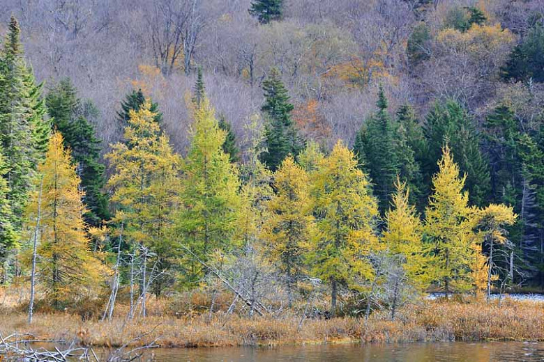<p>Tamarack (Mashkiigwaatig)</p>