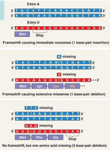 <p>frameshift</p>