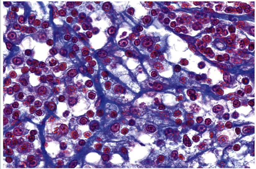 <p>identify the following tissue, function location, and features</p>