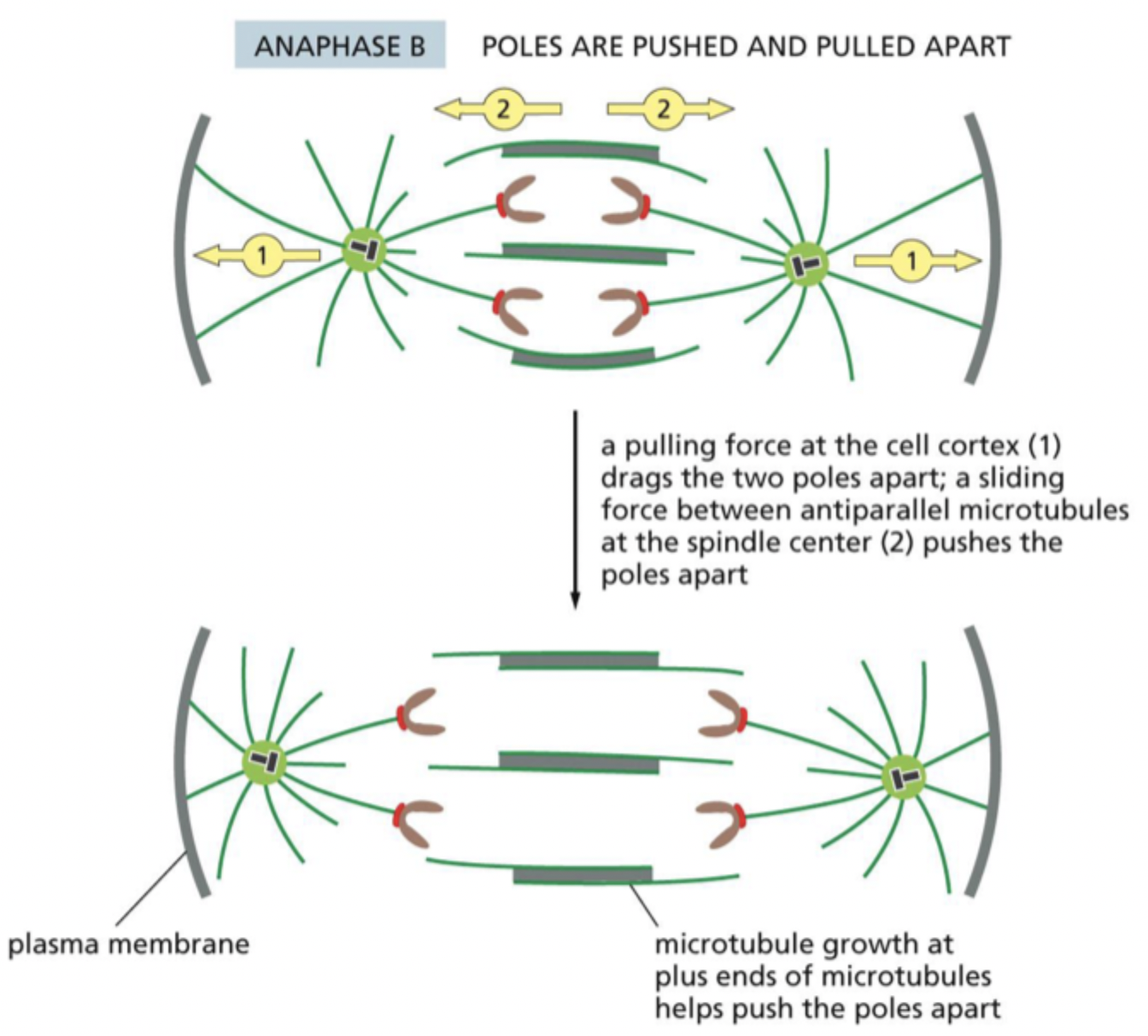 <p>Anaphase B</p>