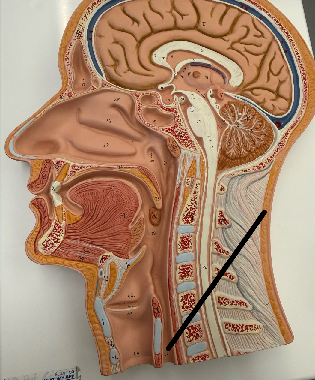 <p>A muscular tube that connects the mouth to the stomach.</p>