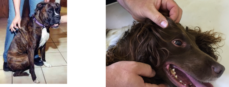 <ul><li><p>cervical region</p></li><li><p>over rib cage</p></li><li><p>top of head</p></li></ul><p></p>