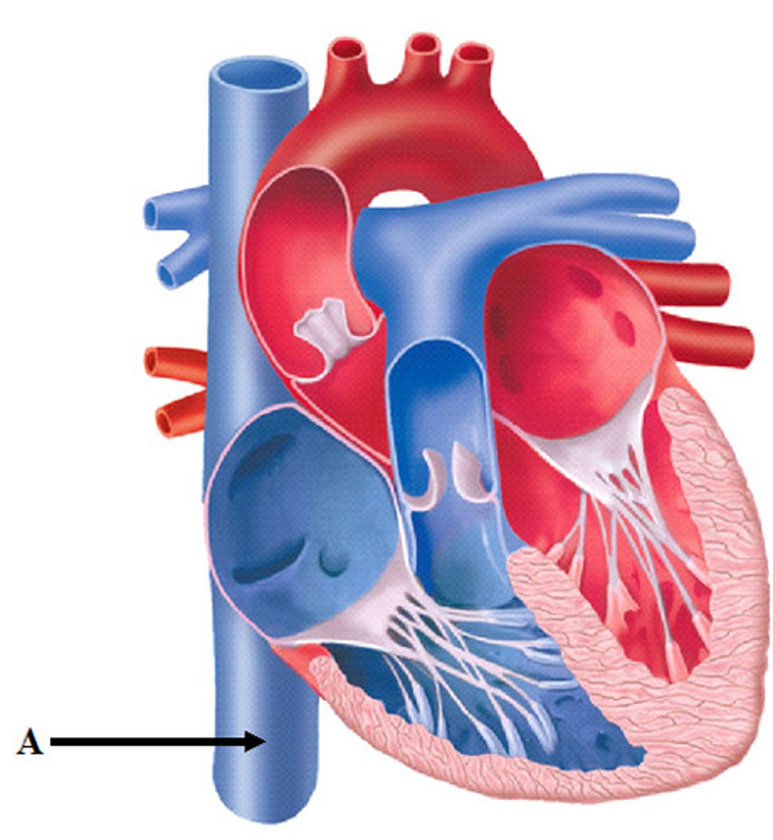<p>Inferior vena cava</p>