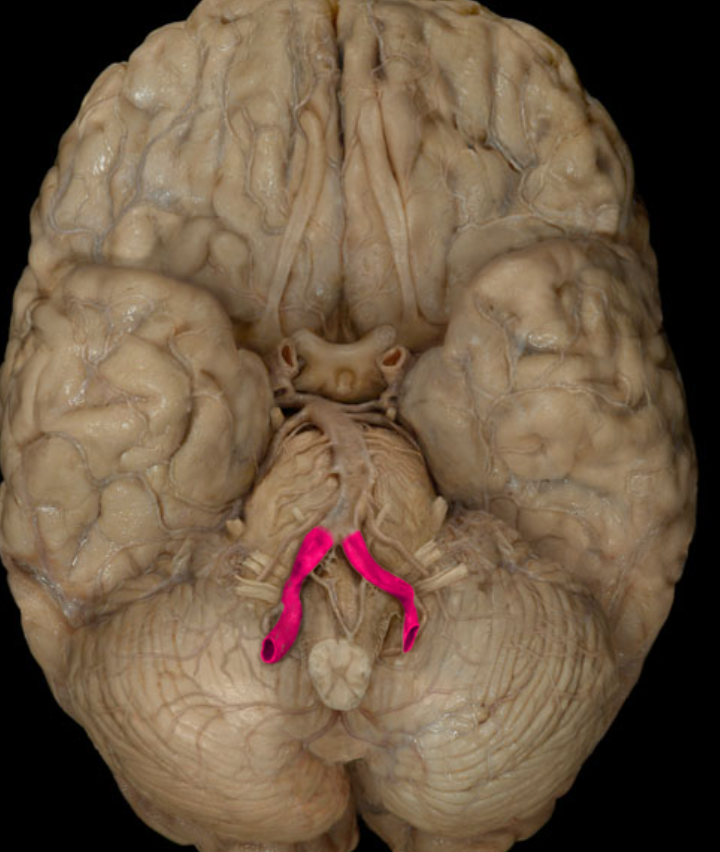 <p>supply blood to the brain, passes through the transverse foramen of the cervical vertebrae, enter the cranial cavity through the foramen magnum, and then join to form a single vessel</p>