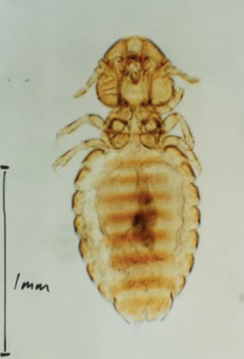 <p>name, host, and chewing or sucking?</p>