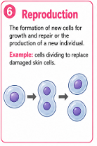 <p>The formation of new cells for growth and repair or the production of a new individual.<br>Example: Cells divide to replace damaged skin cells.</p>
