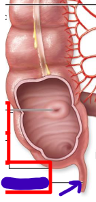 <p>contains lymphoid tissue to neutralize pathogens</p>