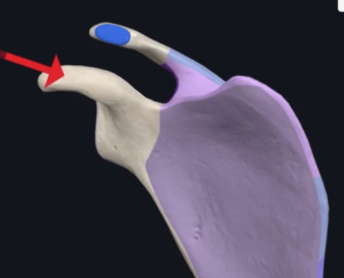 <p>what is the name of this boney extension on the scapula?</p>