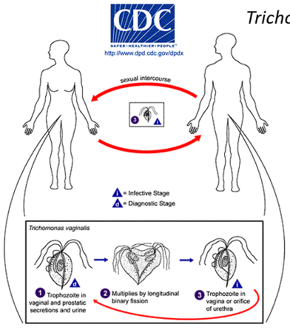 <ol type="1"><li><p><span>Sexual intercourse leads to the swapping of trophozoites</span></p></li><li><p><span>Multiplication in the sexual tract via longitudinal binary fission</span></p></li></ol><p></p>