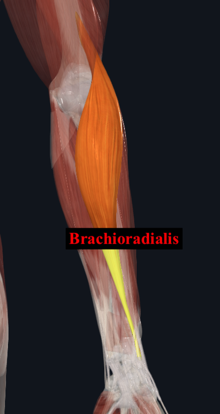 <ul><li><p>Origin:</p><ul><li><p>Lateral supracondylar ridge of humerus </p></li></ul></li><li><p>Insertion:</p><ul><li><p>Lateral surface of distal radius </p></li></ul></li><li><p>Innervation:</p><ul><li><p>Radial Nerve </p></li></ul></li><li><p>Main action:</p><ul><li><p>Flexor of the forearm in mid prone position </p></li></ul></li></ul><p></p>
