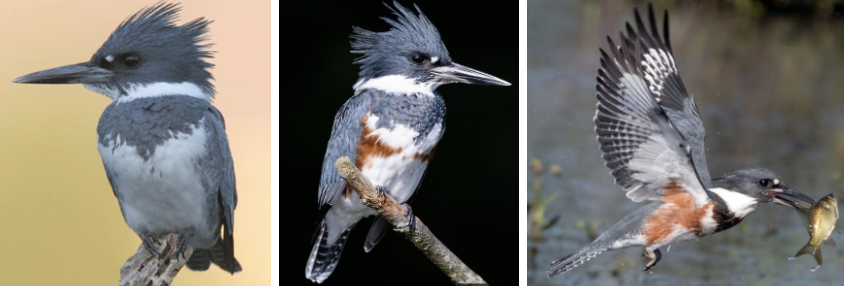 <ul><li><p><span style="background-color: transparent;"><strong>Habitat:</strong> need bodies of unclouded water for food and vertical earthen banks for nesting, veg for perching but little veg obstructing water, commonly found in rivers, lakes, estuaries, and calm marine waters, winter- similar habitats as well as mangroves, swamps and brackish lagoons</span><span>&nbsp;</span></p></li><li><p><span style="background-color: transparent;"><strong>Diet:</strong> mostly fish- sticklebacks, mummichogs, trout, and stonerollers, also crayfish, may eat other crustaceans, mollusks, insects, amphibians, reptiles, young birds, small mammals, and berries</span></p></li><li><p><span style="background-color: transparent;"><strong>Characteristics:</strong> robin sized, stocky, blue-gray back with white underparts and collar, broad blue band on breast, females- rusty band on bellies/under wings, large head, </span><span>unique shaggy crest</span><span style="background-color: transparent;">, thick straight bill, short legs, medium square-tipped tail&nbsp;</span></p></li></ul><p></p>