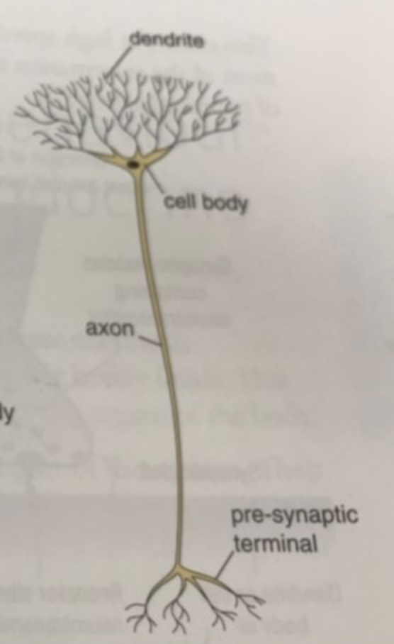 <p>Relay neuron structure</p>