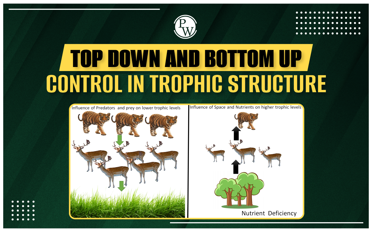 <ul><li><p><strong>Bottom-up control:</strong> Ecosystem structure is limited by resources at the base; energy and nutrients dictate population sizes.</p></li><li><p><strong>Top-down control:</strong> Predators regulate populations below them, creating trophic cascades.</p></li><li><p><strong>Real ecosystems:</strong> Both mechanisms operate together, with context-dependent dominance influenced by productivity, species traits, and environmental conditions.<br>Understanding these dynamics is crucial for ecosystem management, conservation, and predicting responses to changes such as nutrient enrichment or predator removal</p></li></ul><p></p>