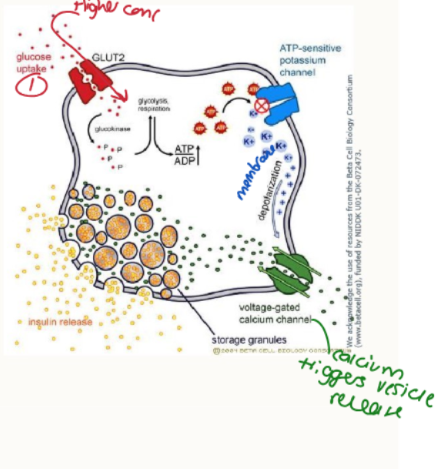 <ol><li><p>increased blood glucose</p></li><li><p>GLUT-2 transporters allow glucose to enter</p></li><li><p>phosphorylation of glucose</p></li><li><p>ATP production</p></li><li><p>ATP inhibits potassium channel (drug target)</p></li><li><p>increased K+ intracellularly → depolarisation</p></li><li><p>VG Ca2+ channels open</p></li><li><p>influx of Ca2+ triggers insulin exocytosis</p></li></ol><p></p>