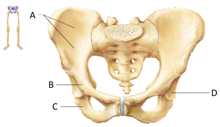 <p>On which bone is the greater sciatic notch located?</p>
