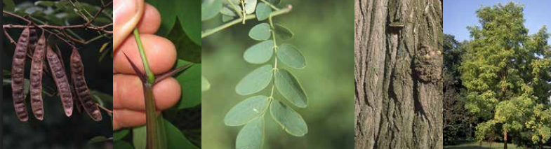 <p>Identify this tree: </p>