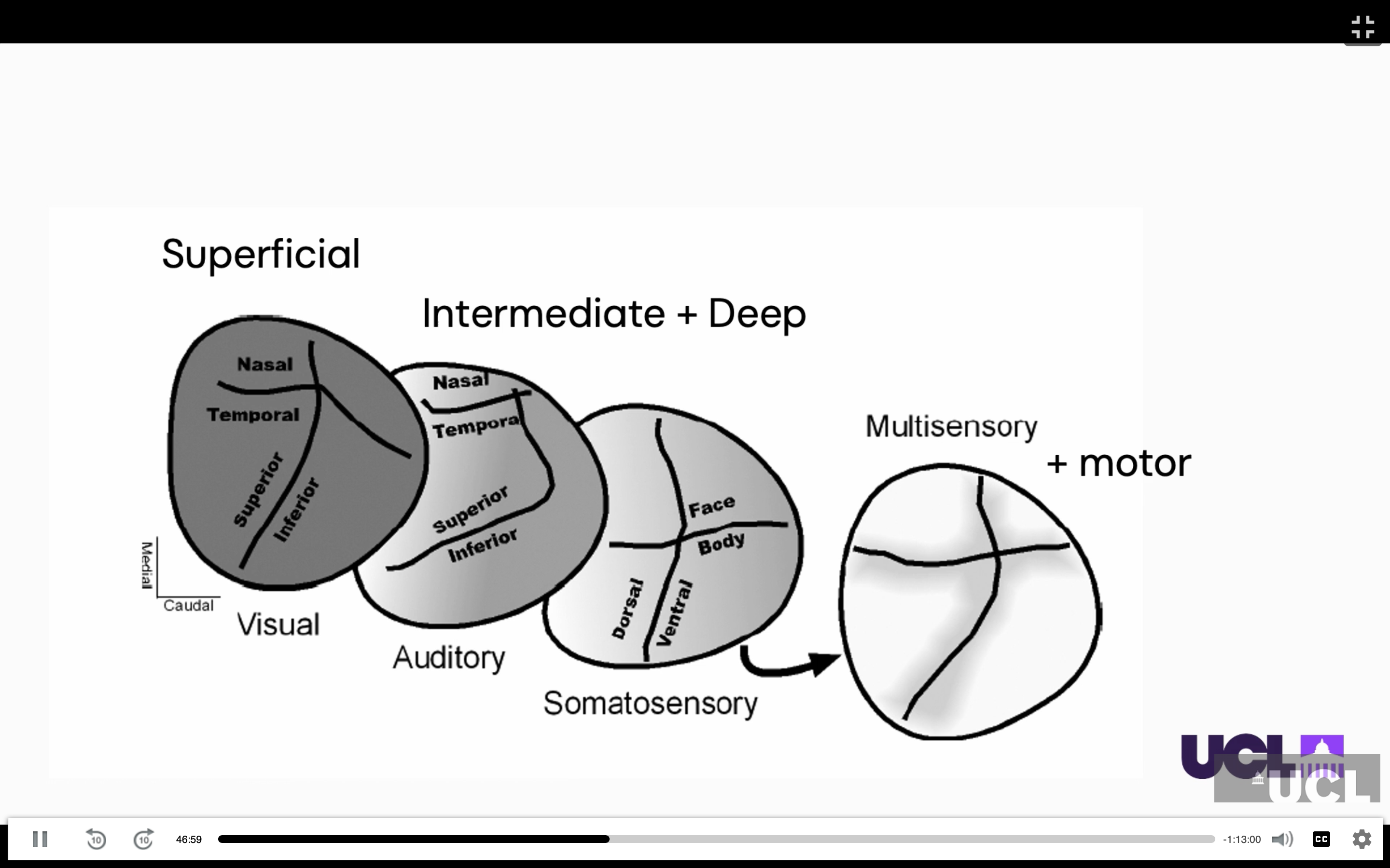 <p>The superior colliculus has <strong>layered, overlapping maps</strong>:</p><ul><li><p><strong>Superficial layers:</strong> visual neurons.</p></li><li><p><strong>Middle layers:</strong> auditory and other sensory neurons.</p></li><li><p><strong>Deep layers:</strong> multisensory neurons and <strong>motor output</strong>.</p></li></ul><p>Each layer contains a <strong>2D map of space</strong>, with corresponding locations represented across the layers. </p><p>The auditory spatial map is unusual because the <strong>superior colliculus is the main brain structure with an organised map of auditory space</strong>.</p><p> Experiments with prism glasses showed that changing the visual map causes the <strong>auditory map to remap</strong>, suggesting that the visual map helps organise auditory spatial information.</p><p></p>