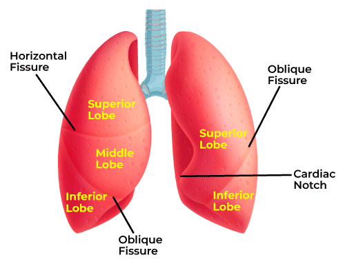 <p><strong><u>right lung</u></strong>:</p><ul><li><p><strong>3</strong> lobes (superior, middle, inferior)</p></li><li><p><strong>horizontal</strong> fissure</p></li><li><p>right <strong>oblique</strong> fissure</p></li></ul><p>left lung:</p><ul><li><p><strong>2</strong> lobes (superior, inferior)</p></li><li><p>left <strong>oblique</strong> fissure</p></li><li><p><strong><u>cardiac notch</u></strong>: makes space for apex of the heart</p><ul><li><p>left lung has leess tissue</p></li></ul></li><li><p>lingula</p></li></ul><p></p>