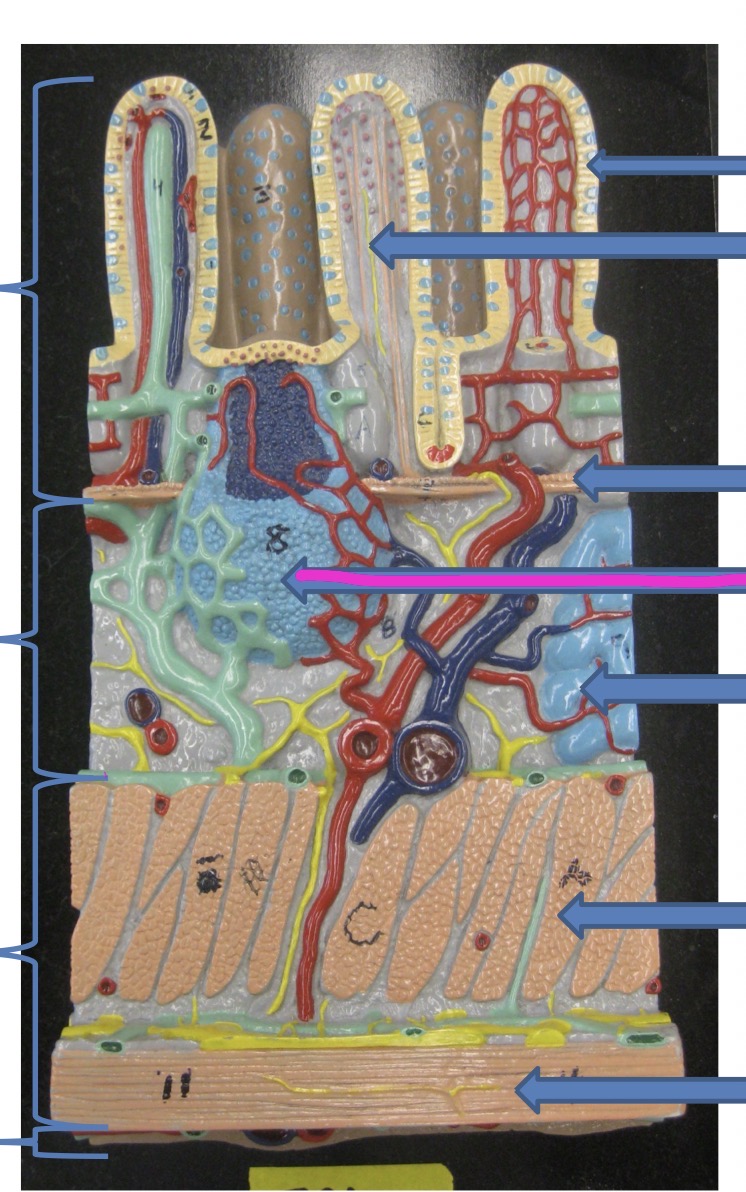knowt flashcard image