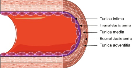<p>the innermost layer of a blood vessel that is in direct contact with flowing blood, (intimate), smooth and provides low friction for blood to flow easily</p>