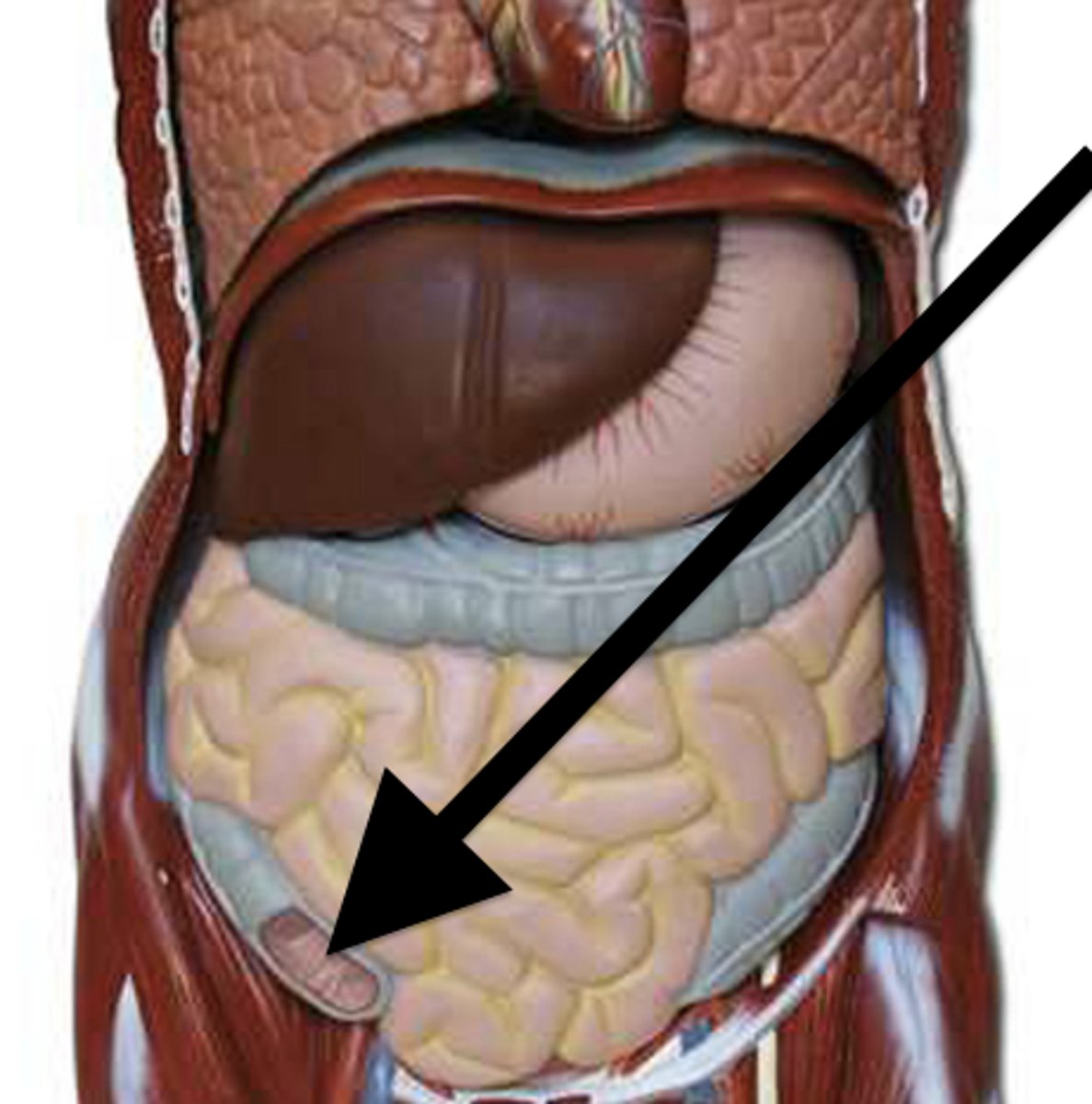 <p>A pouch connected to the junction of the small and large intestines.</p>