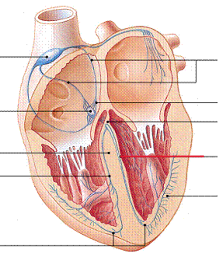 <p>Name the structure</p>