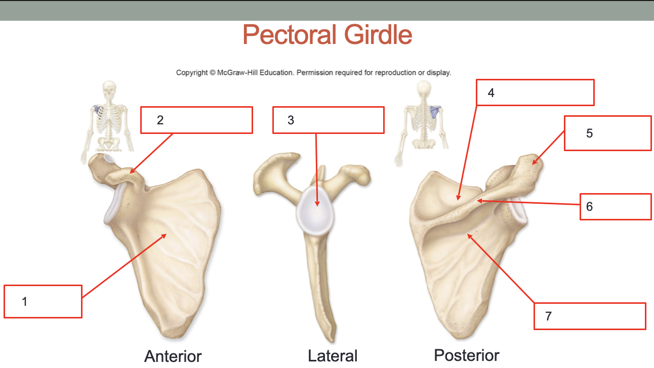 <p>Identify Structures of the Pectoral Girdle</p>
