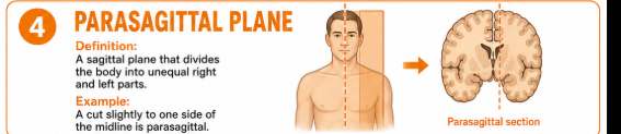 <p>A sagittal plane that divides the body into unequal right and left parts.<br>Example: A cut slightly to one side of the midline is parasagittal.</p>