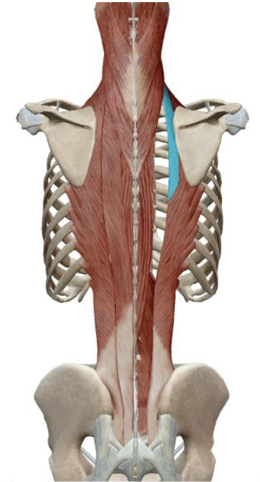 <p>which muscle, origin, insertion, innervation, and action is this</p>