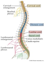 <p>Bundle of spinal nerves below conus medullaris.</p>