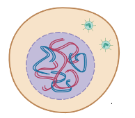 <p>Interphase</p>