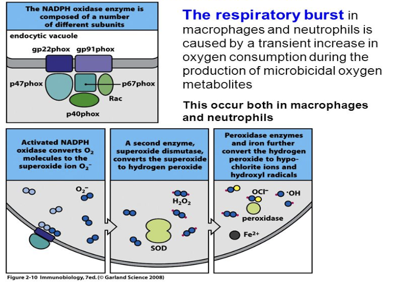 <p>The <strong>respiratory burst </strong>in macrophages and neutrophils is caused by a transient increase in oxygen consumption during the production of microbicidal oxygen metabolites.</p>