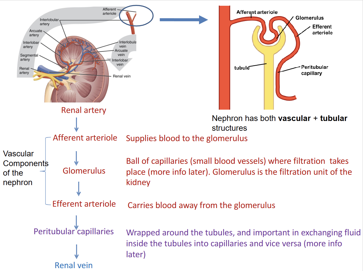 <p><strong>Blood flow pathway:</strong></p><p>Renal artery → Afferent arteriole → Glomerulus → Efferent arteriole → Peritubular capillaries → Renal vein</p><ul><li><p><strong>Renal artery: </strong>Brings blood into the kidneys</p></li></ul><ul><li><p><strong>Afferent arteriole:</strong> Delivers blood to the glomerulus.</p></li><li><p><strong>Glomerulus:</strong> Capillary network where plasma filtration occurs.</p></li><li><p><strong>Efferent arteriole:</strong> Carries blood away from the glomerulus.</p></li><li><p><strong>Peritubular capillaries:</strong> Surround tubules and allow reabsorption and secretion.</p></li><li><p><strong>Renal vein: </strong>Takes the filtered blood out of the kidneys and back into the body </p></li></ul><p></p>